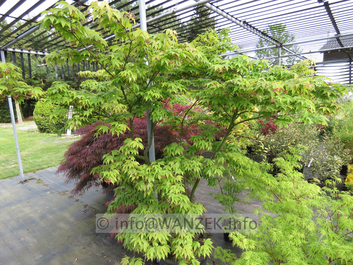 Acer palmatum Osakazuki - ganze Pflanze 2m.JPG